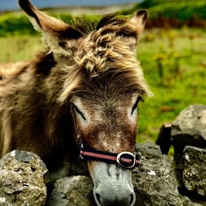 Meet your Posher, Grace